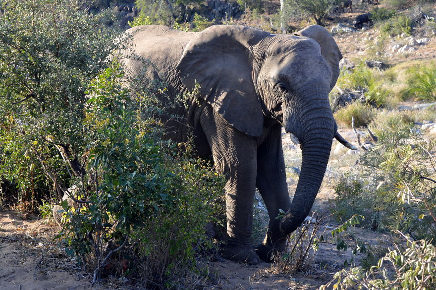 We Visited Kruger National Park Last Month And It Was A Life Changing Experience We Visited Kruger National Park Last Month And It Was A Life Changing Experience
