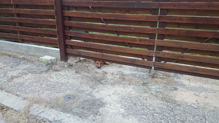 Curious Dog In Trakai