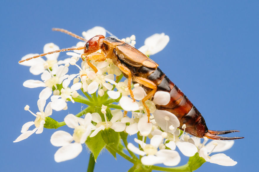 I Spend Hours Lying On My Belly To Photograph Small Creatures