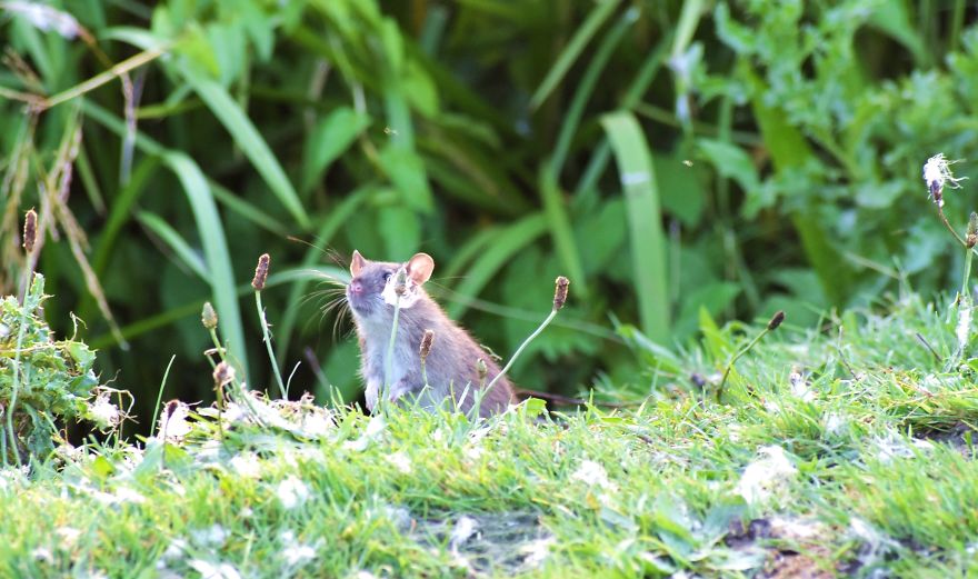 I've Been Stalking Two Little City Mouses For Days To Capture Them Playing