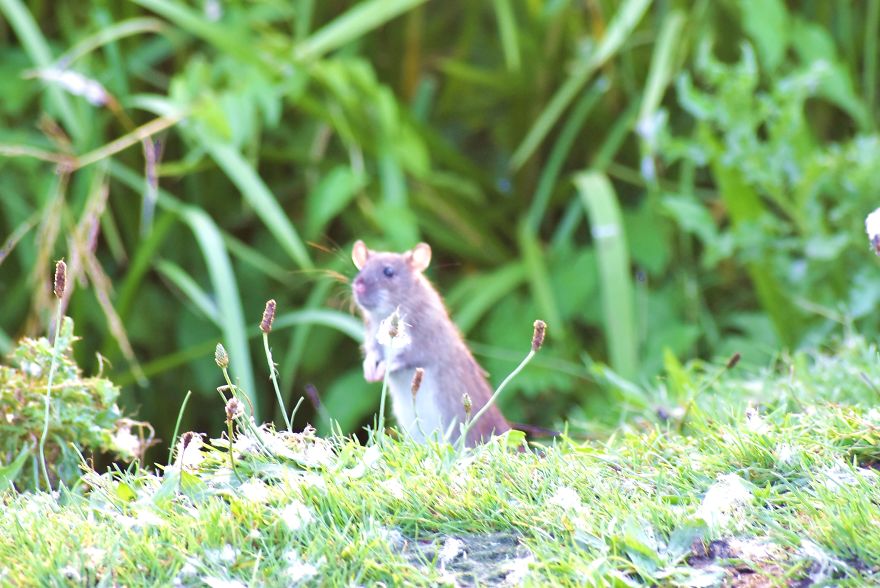 I've Been Stalking Two Little City Mouses For Days To Capture Them Playing I've Been Stalking Two Little City Mouses For Days To Capture Them Playing