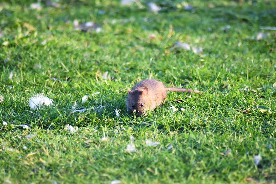 I've Been Stalking Two Little City Mouses For Days To Capture Them Playing