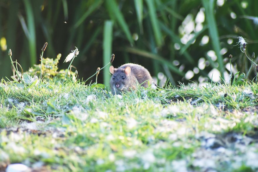 I've Been Stalking Two Little City Mouses For Days To Capture Them Playing I've Been Stalking Two Little City Mouses For Days To Capture Them Playing