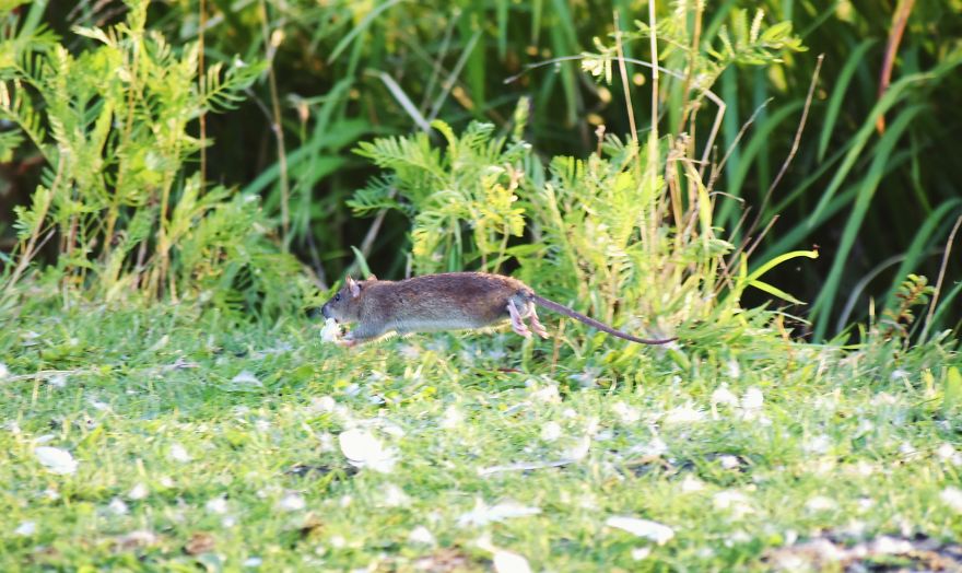 I&rsquo;ve Been Stalking Two Little City Mouses For Days To Capture Them Playing