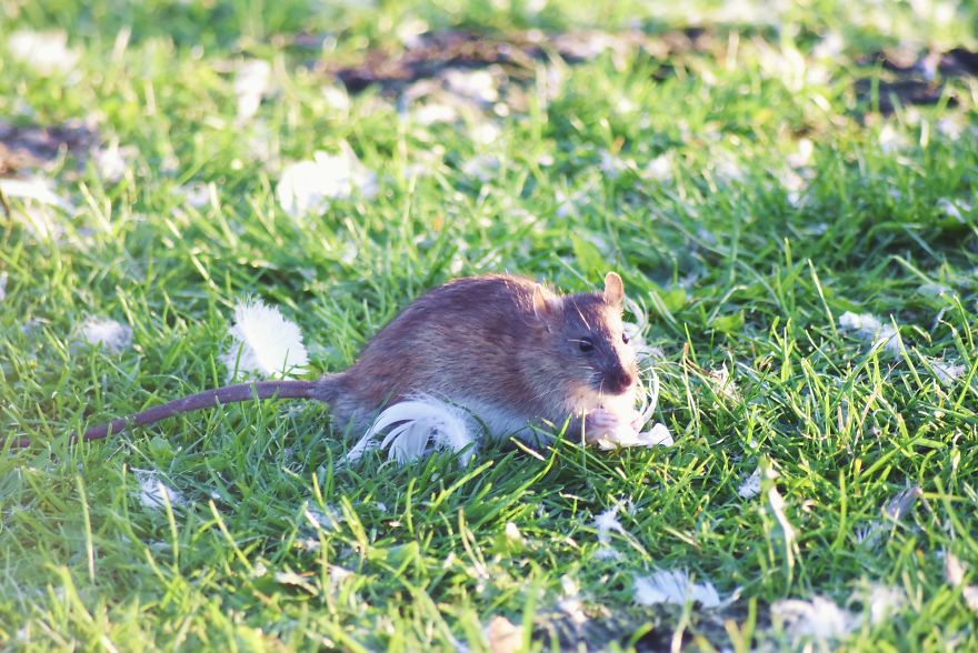 I've Been Stalking Two Little City Mouses For Days To Capture Them Playing I've Been Stalking Two Little City Mouses For Days To Capture Them Playing