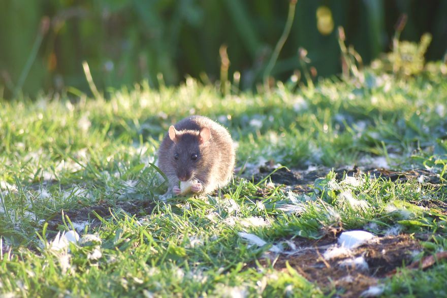 I&rsquo;ve Been Stalking Two Little City Mouses For Days To Capture Them Playing