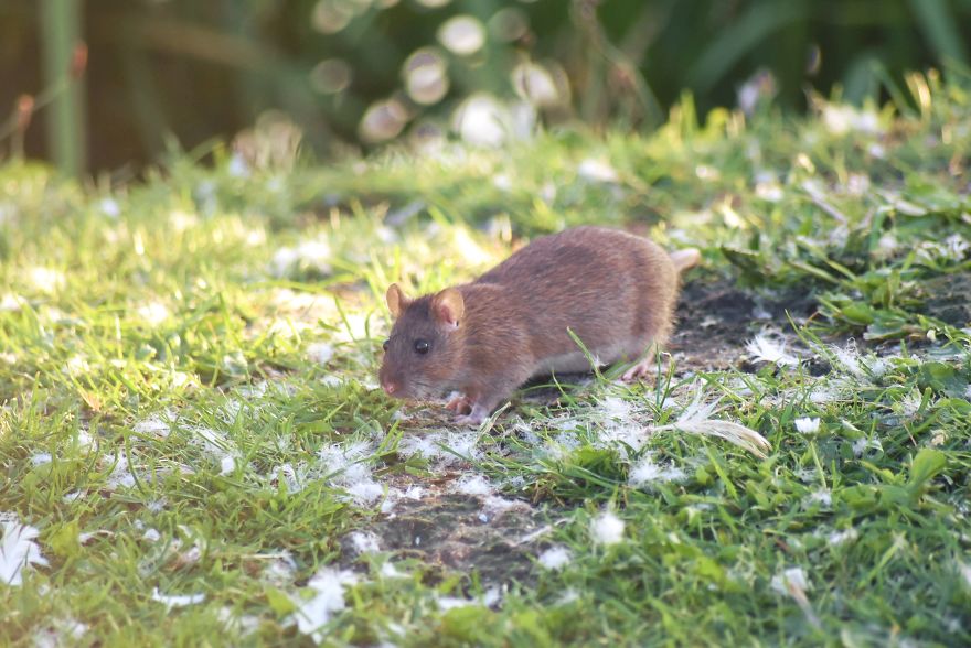 I&rsquo;ve Been Stalking Two Little City Mouses For Days To Capture Them Playing