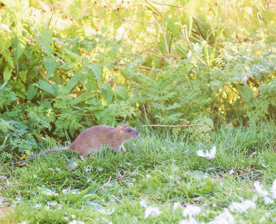 I&rsquo;ve Been Stalking Two Little City Mouses For Days To Capture Them Playing