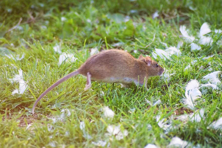 I&rsquo;ve Been Stalking Two Little City Mouses For Days To Capture Them Playing