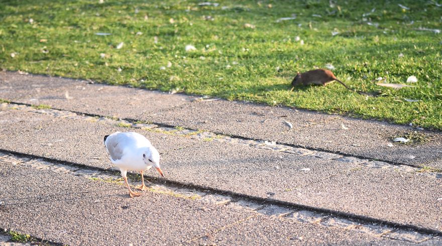 I've Been Stalking Two Little City Mouses For Days To Capture Them Playing