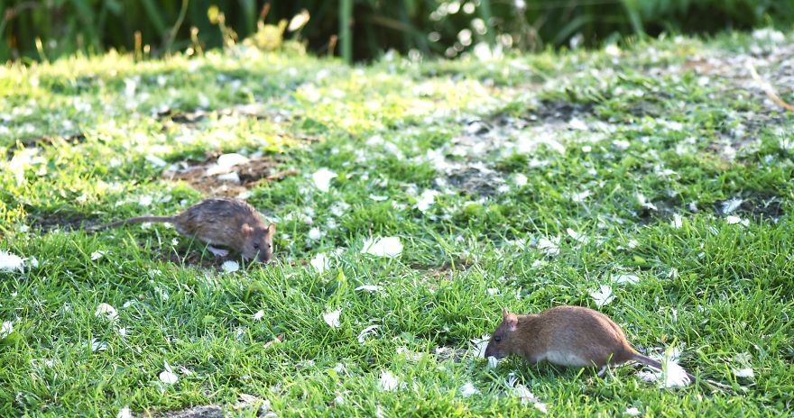 I've Been Stalking Two Little City Mouses For Days To Capture Them Playing