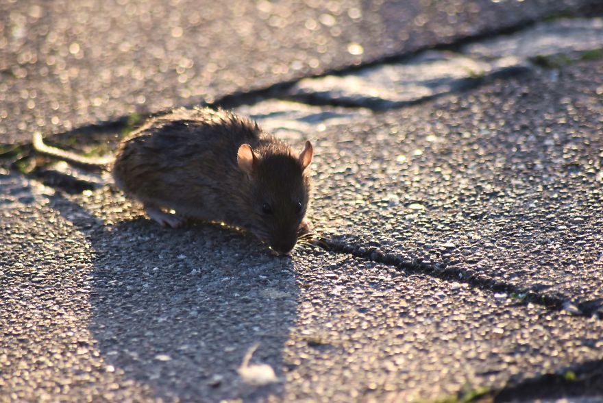 I&rsquo;ve Been Stalking Two Little City Mouses For Days To Capture Them Playing