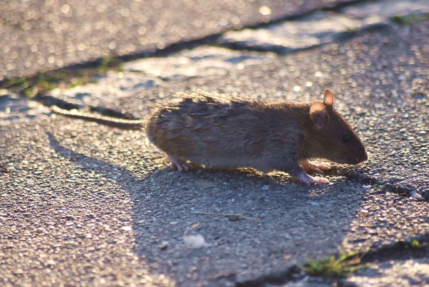 I&rsquo;ve Been Stalking Two Little City Mouses For Days To Capture Them Playing
