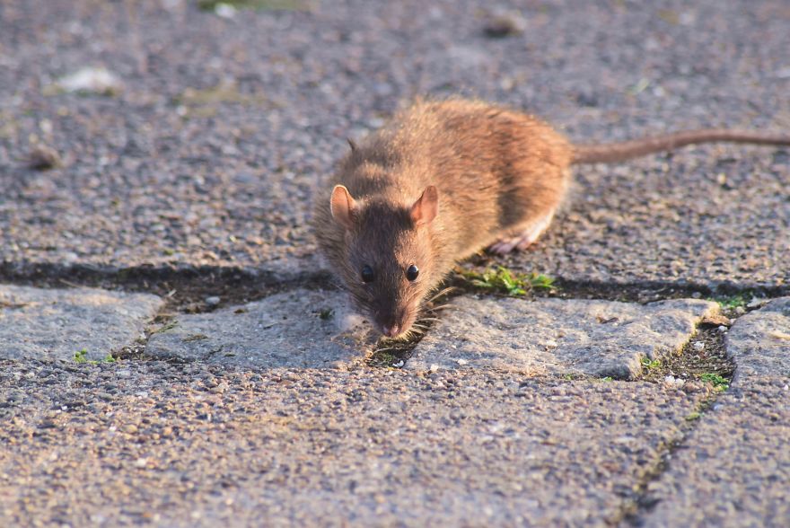 I've Been Stalking Two Little City Mouses For Days To Capture Them Playing