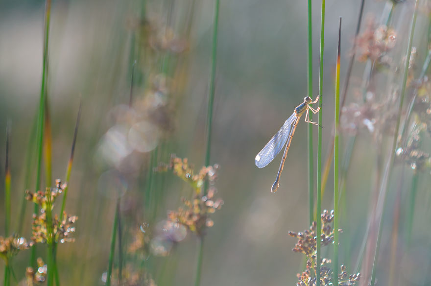 I Spend Hours Lying On My Belly To Photograph Small Creatures