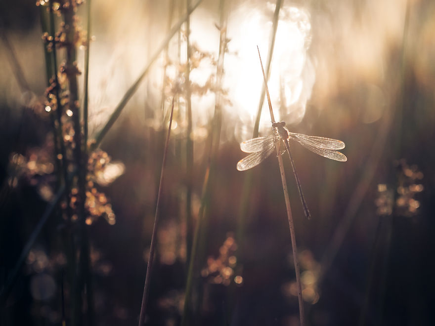 I Spend Hours Lying On My Belly To Photograph Small Creatures