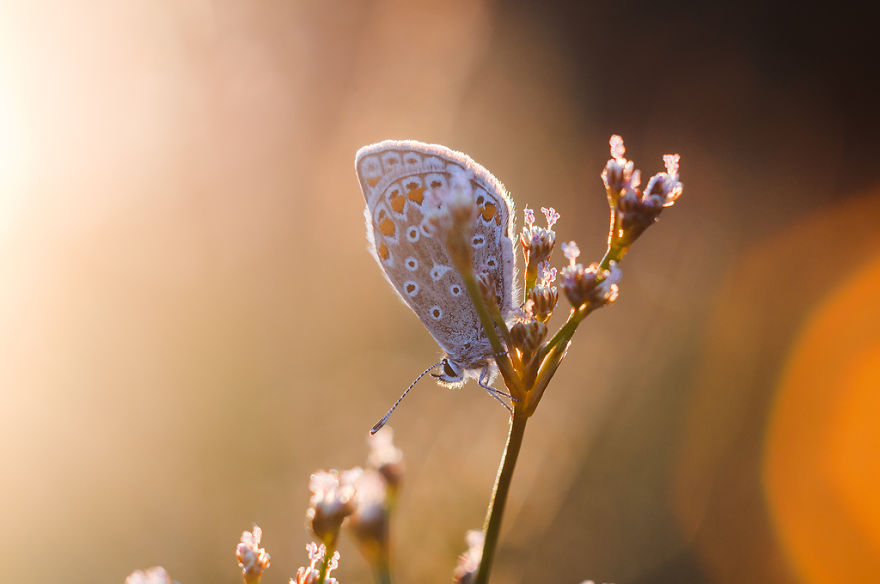 I Spend Hours Lying On My Belly To Photograph Small Creatures