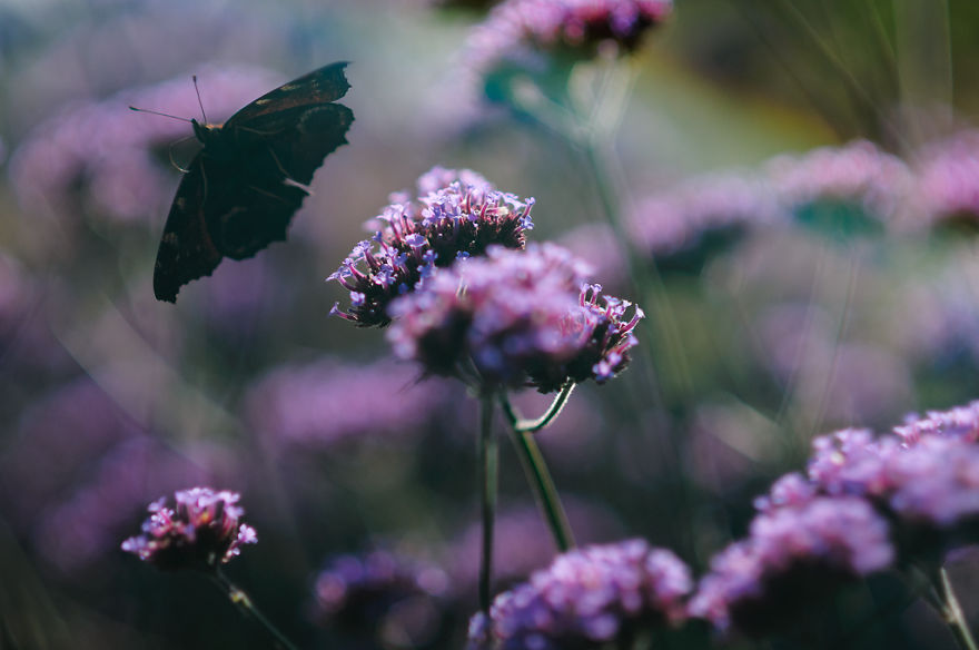 I Spend Hours Lying On My Belly To Photograph Small Creatures