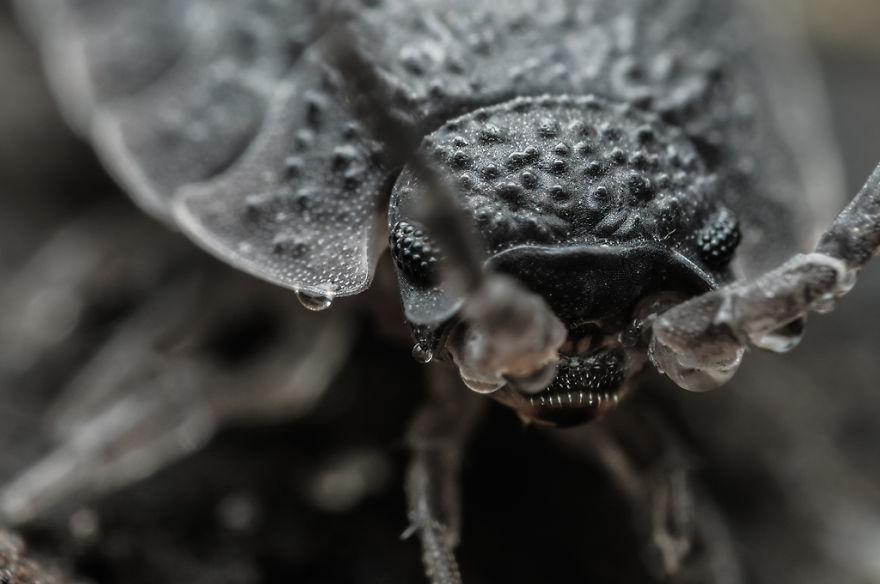I Spend Hours Lying On My Belly To Photograph Small Creatures