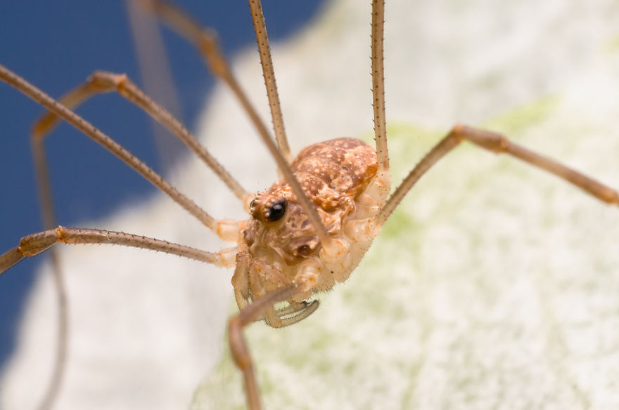 I Spend Hours Lying On My Belly To Photograph Small Creatures