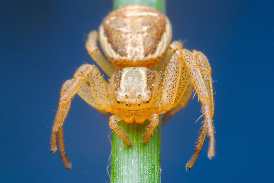 I Spend Hours Lying On My Belly To Photograph Small Creatures