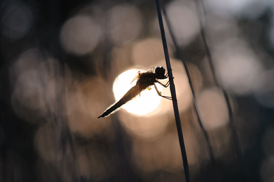 I Spend Hours Lying On My Belly To Photograph Small Creatures