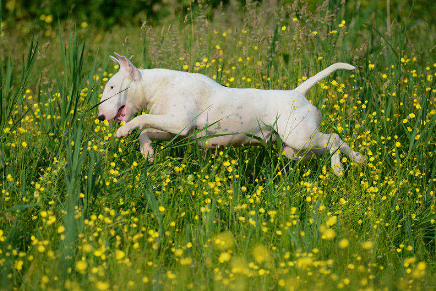 Meet Claire, My Bull Terrier Who Loves To Pose In Flower Fields