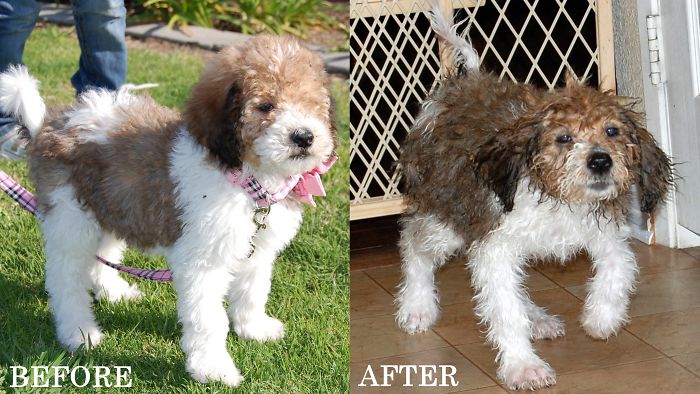 Zoey The Saint Berdoodle