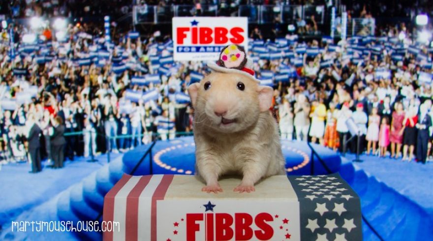 Vote Fibbs - The Best Candidate For President In This Crazy Election Vote Fibbs - The Best Candidate For President In This Crazy Election
