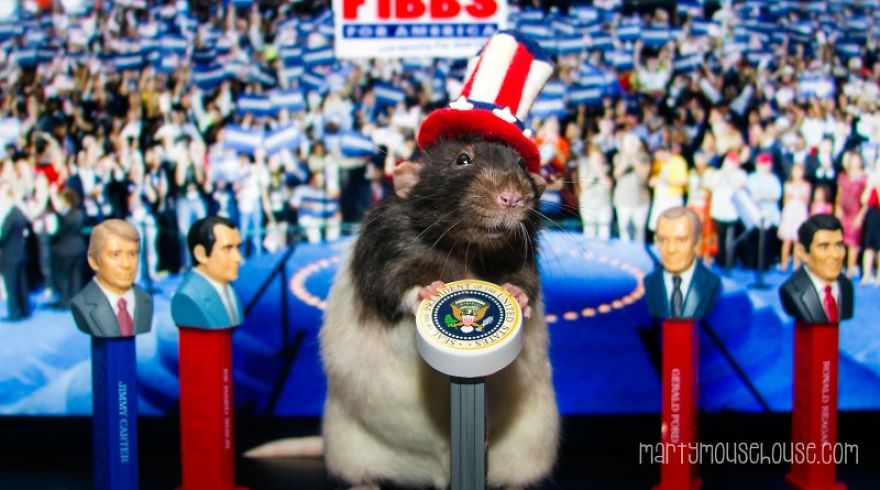 Vote Fibbs - The Best Candidate For President In This Crazy Election Vote Fibbs - The Best Candidate For President In This Crazy Election