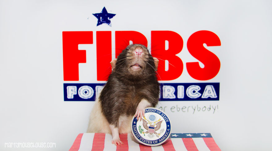 Vote Fibbs - The Best Candidate For President In This Crazy Election