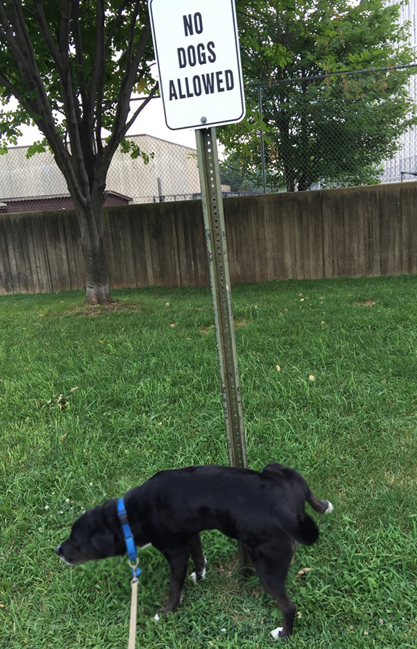 We Adopted Barry And This Was What He Did On His First Walk