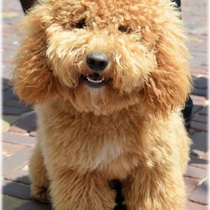 unitedclassifieds avatar