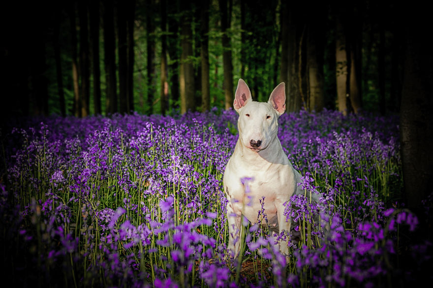 Meet Claire, My Bull Terrier Who Loves To Pose In Flower Fields