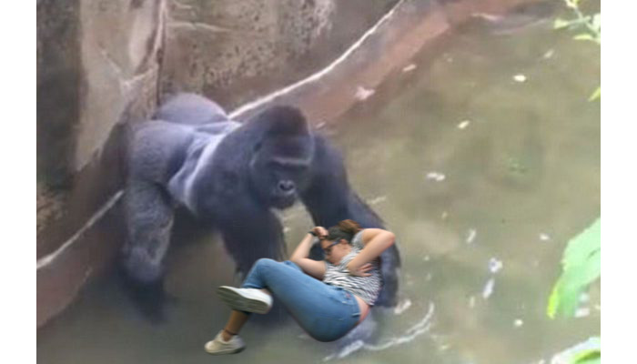 Harambe Cuddle