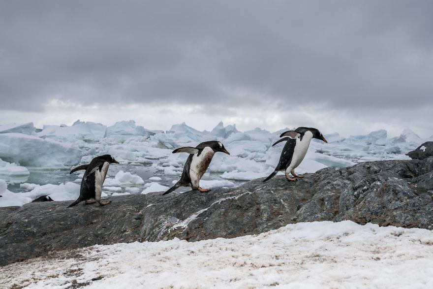 How Antarctic Penguins Adapt To Climate Change: Unhappy Feet How Antarctic Penguins Adapt To Climate Change: Unhappy Feet