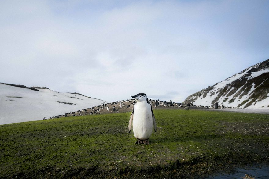 How Antarctic Penguins Adapt To Climate Change: Unhappy Feet
