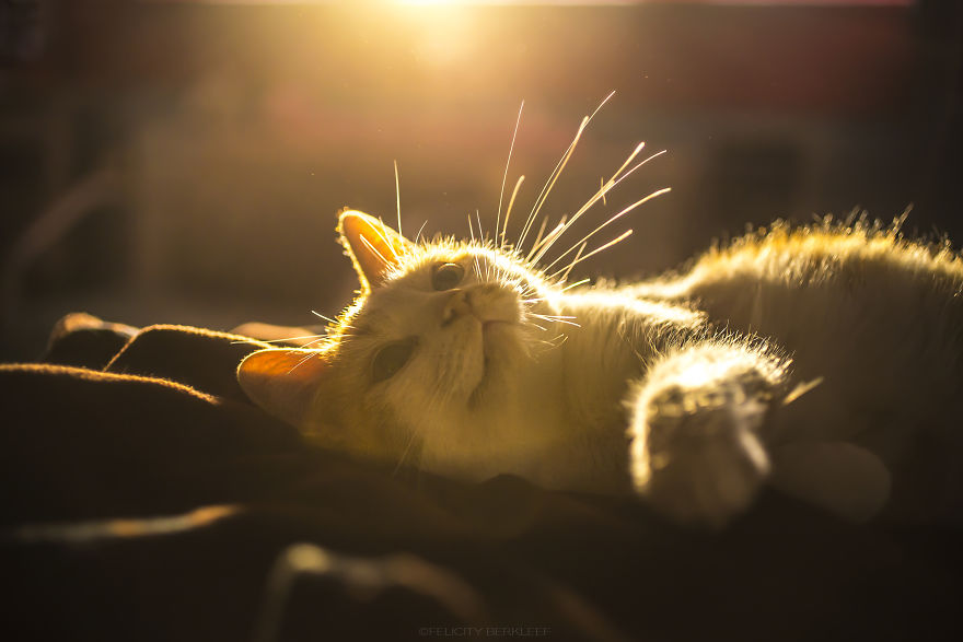 I Spend My Summer Photographing Cats