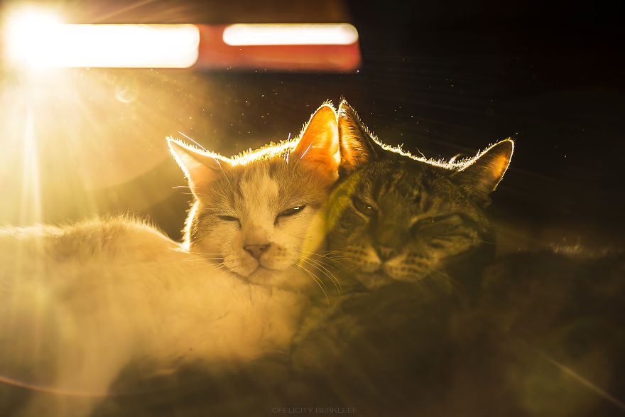 I Spend My Summer Photographing Cats