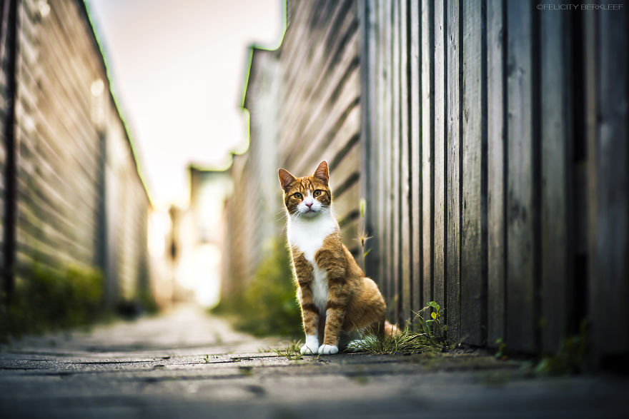 I Spend My Summer Photographing Cats