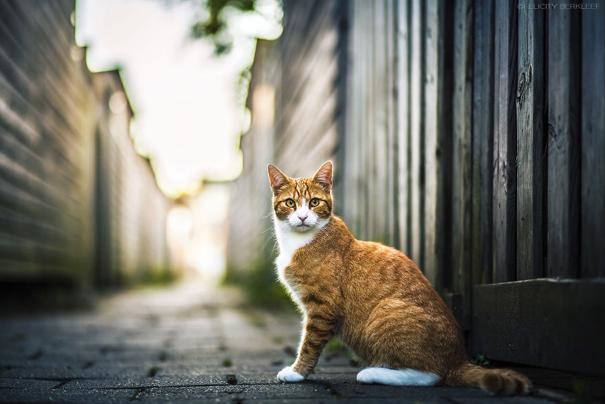 I Spend My Summer Photographing Cats