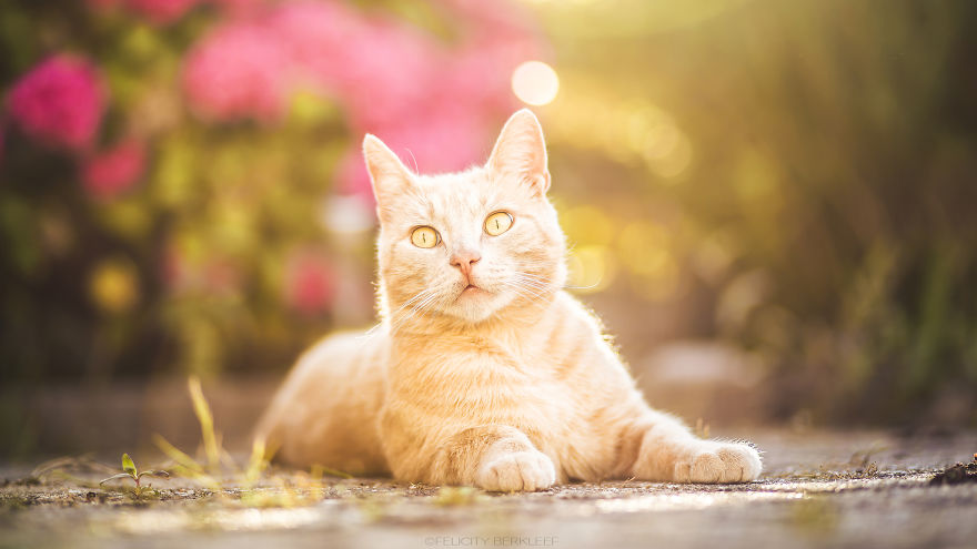 I Spend My Summer Photographing Cats