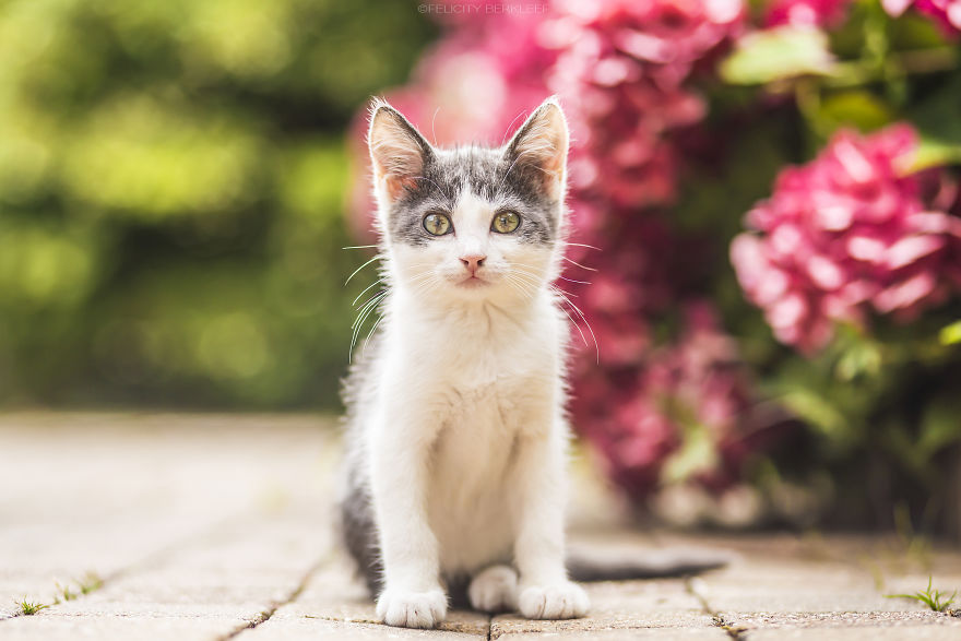 I Spend My Summer Photographing Cats