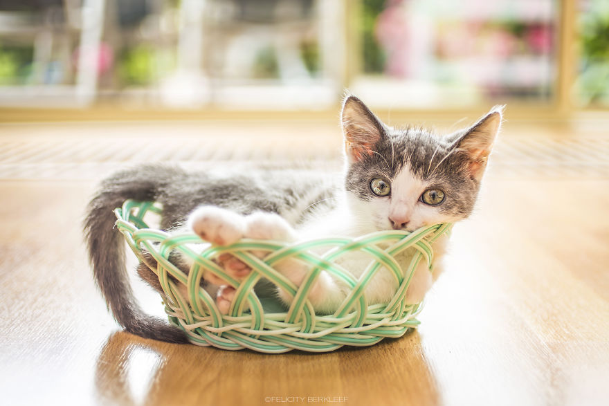 I Spend My Summer Photographing Cats