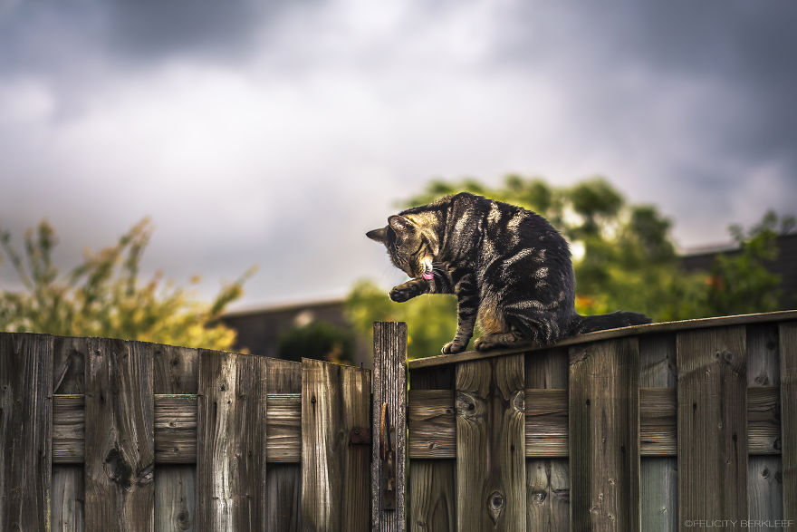 I Spend My Summer Photographing Cats