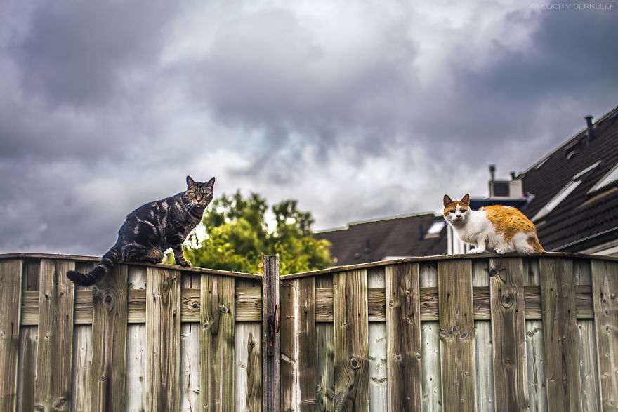 I Spend My Summer Photographing Cats