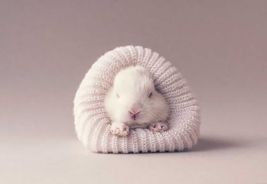 I Did A Newborn Photo Shoot With My Baby Bunny
