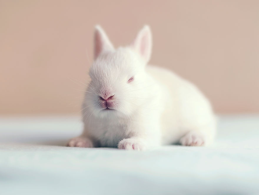 I Did A Newborn Photo Shoot With My Baby Bunny