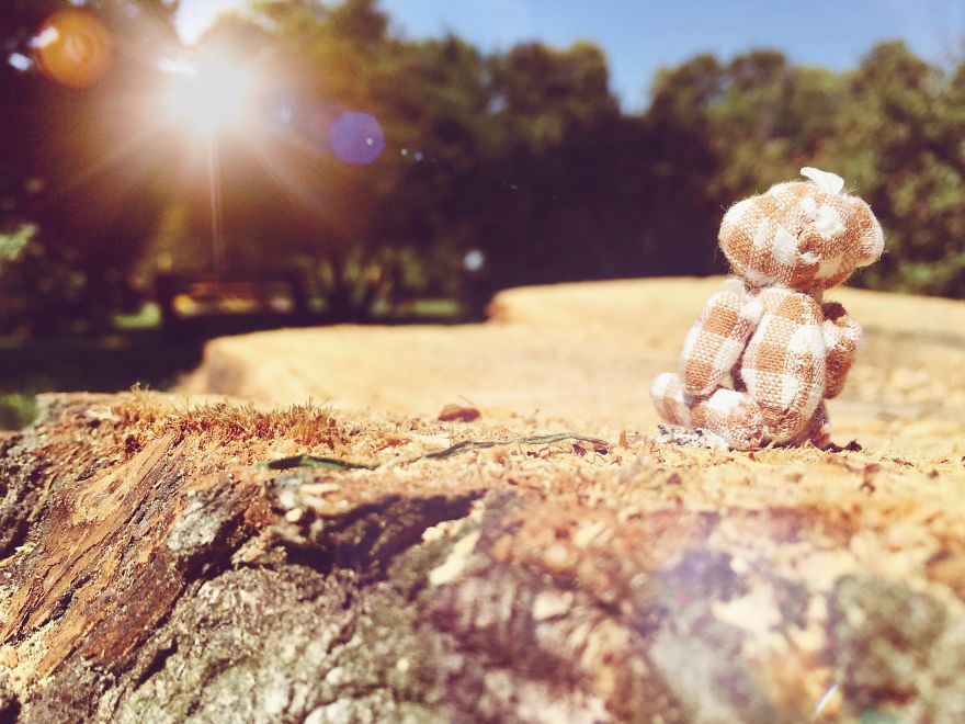 I Took Pictures Of A Little Bear To Illustrate My Fairy Tale Book I Wrote For My Daughter