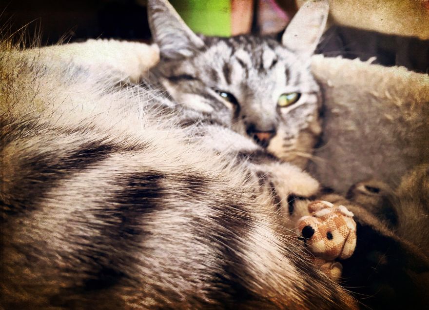 I Took Pictures Of A Little Bear To Illustrate My Fairy Tale Book I Wrote For My Daughter